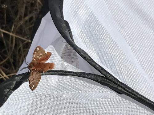 Réf. 355 063 : Endromis versicolora