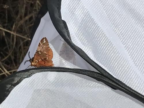 Endromis versicolora