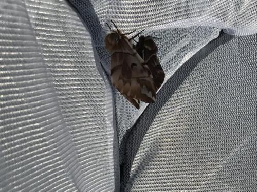 Endromis versicolora