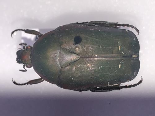 Réf. 355 340 : Pachnoda bukobensis