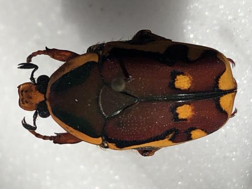 Réf. 355 793 : Pachnoda rufovirens