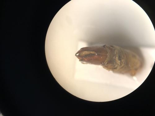 Réf. 355 792 : Pachnoda bukobensis