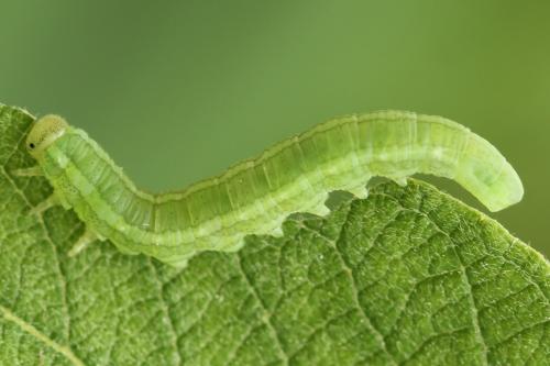 Euura toeniata