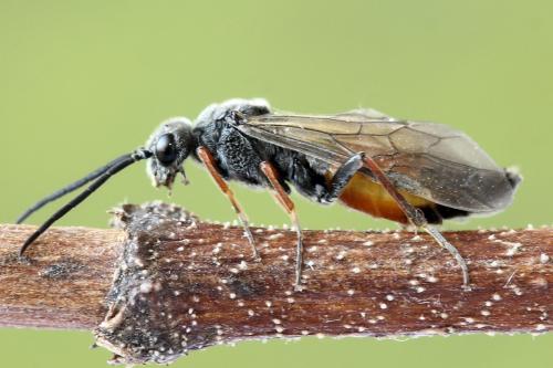 Dolerus timidus