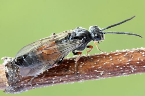 Réf. 355 918 : Dolerus timidus