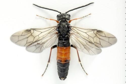 Réf. 355 919 : Dolerus timidus