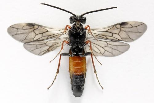 Dolerus timidus