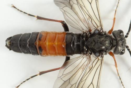 Réf. 355 921 : Dolerus timidus
