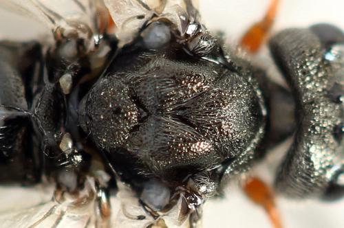 Réf. 355 922 : Dolerus timidus