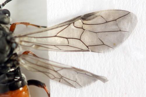Dolerus timidus