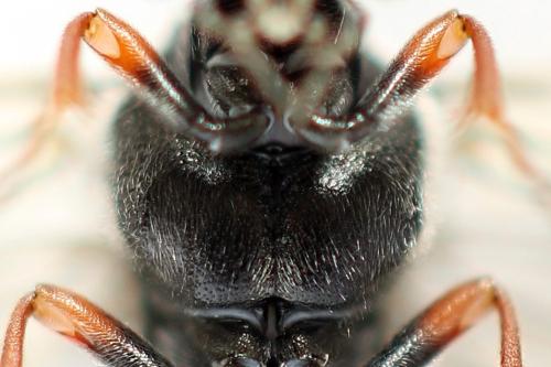 Dolerus timidus