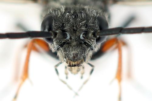 Dolerus timidus