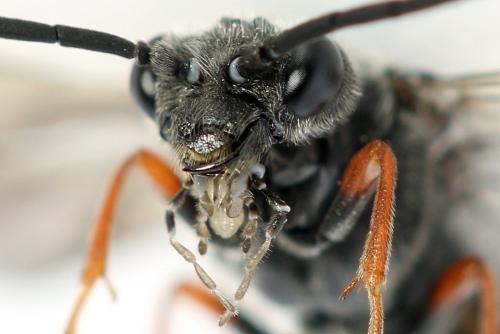 Dolerus timidus