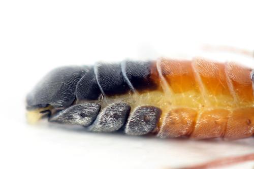 Dolerus timidus