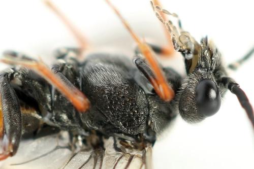 Dolerus timidus