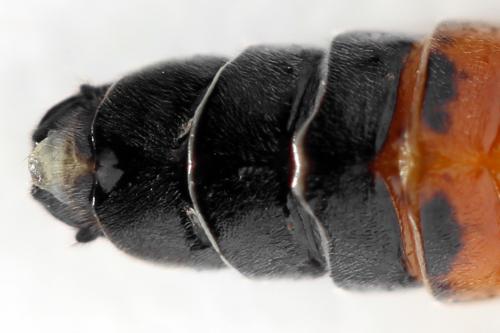 Réf. 355 933 : Dolerus timidus