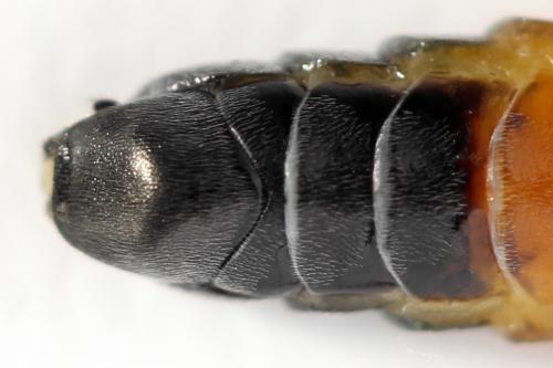 Dolerus timidus