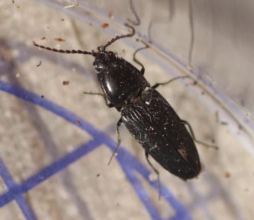 Cardiophorus nigerrimus