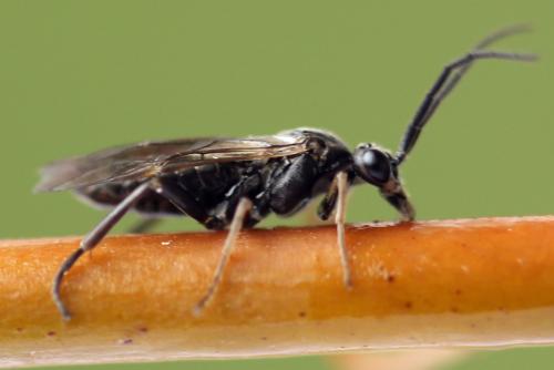 Réf. 355 435 : Euura longiserra