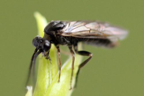 Réf. 355 436 : Euura longiserra