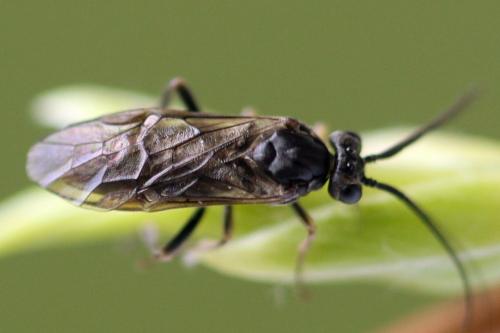 Réf. 355 438 : Euura longiserra
