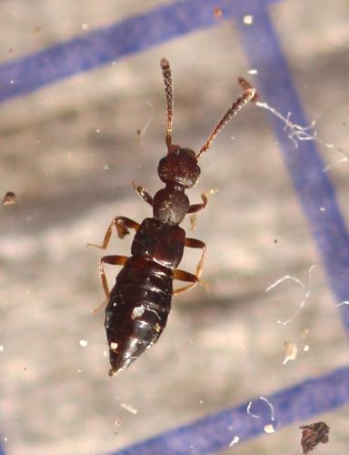 Apocellus sp.