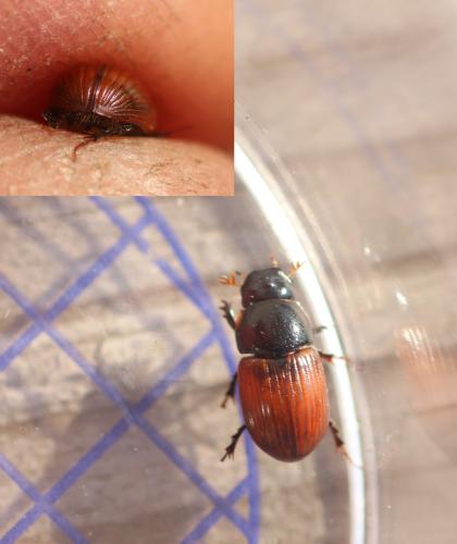 Aphodius cardinalis