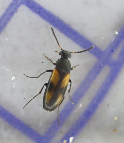 Réf. 355 575 : Anaspis fasciata