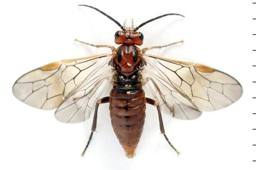 Réf. 355 367 : Euura longiserra