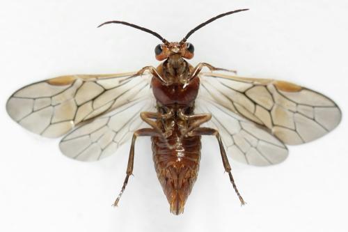 Réf. 355 368 : Euura longiserra
