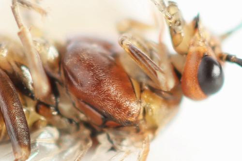 Réf. 355 378 : Euura longiserra