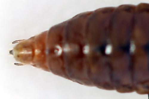 Réf. 355 379 : Euura longiserra