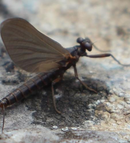 Habroleptoides confusa