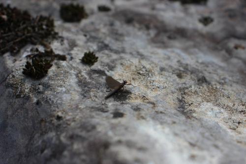 Habroleptoides confusa