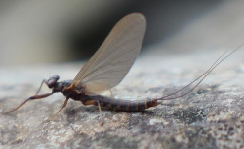 Habroleptoides confusa