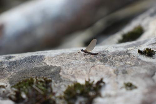 Habroleptoides confusa