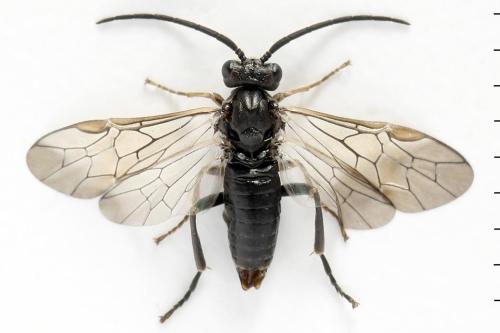 Réf. 355 439 : Euura longiserra