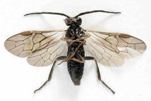 Réf. 355 440 : Euura longiserra