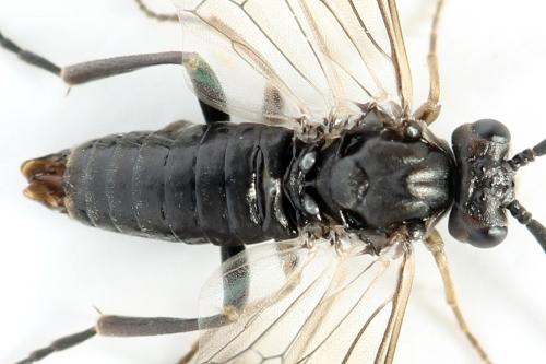 Réf. 355 441 : Euura longiserra