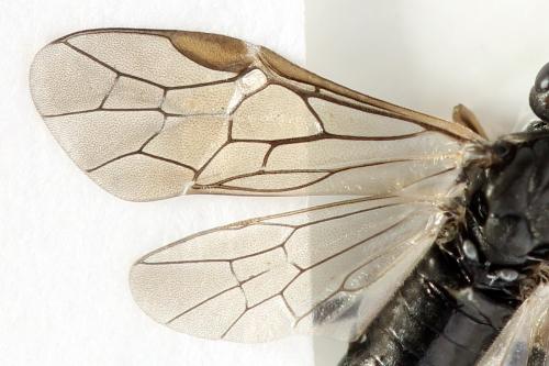 Réf. 355 444 : Euura longiserra