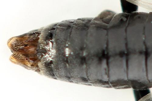 Réf. 355 450 : Euura longiserra