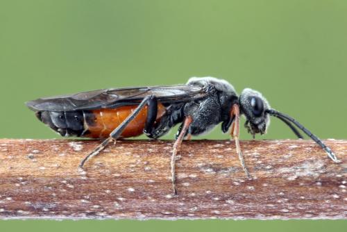 Réf. 355 849 : Dolerus timidus