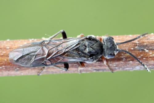 Réf. 355 850 : Dolerus timidus