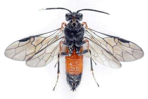 Réf. 355 852 : Dolerus timidus