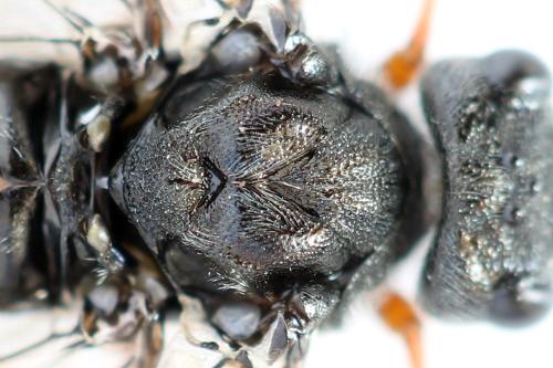 Réf. 355 854 : Dolerus timidus