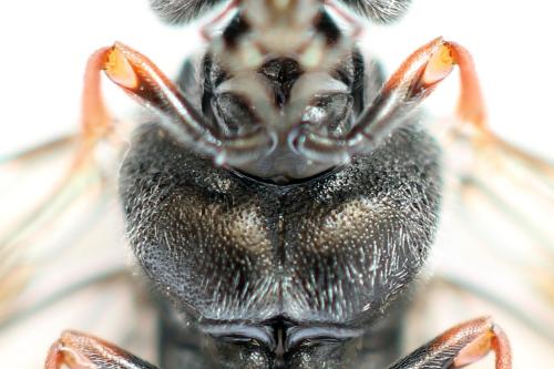 Réf. 355 861 : Dolerus timidus