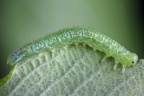 Euura humeralis