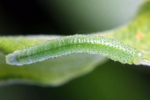 Euura humeralis