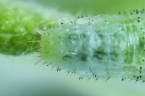 Euura humeralis