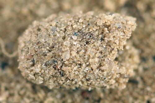 Réf. 355 750 : Pachyprotasis simulans